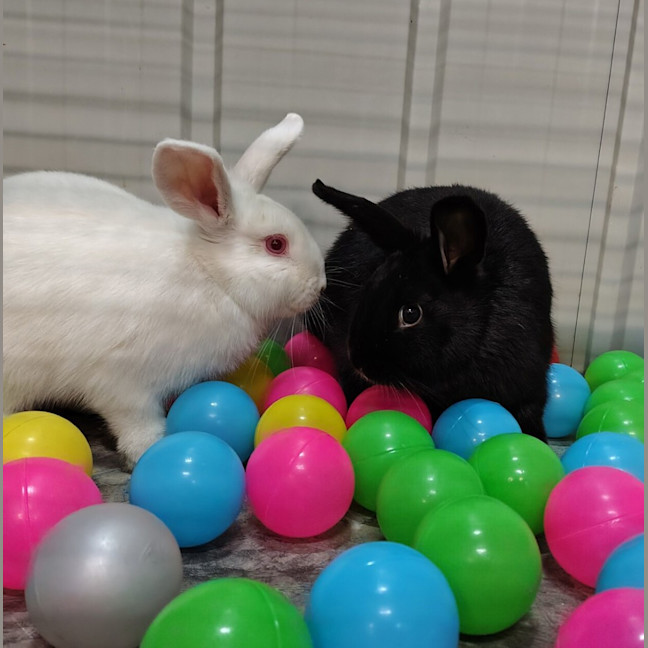 Photo of Coral (Bonded To Lavender)