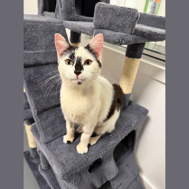 Photo of Minou (Was Little Girl)