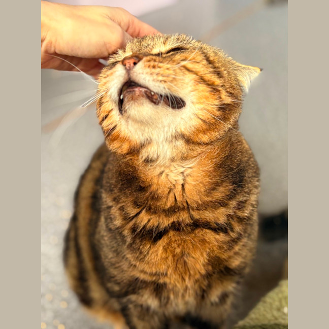 Photo of Charlie Boy