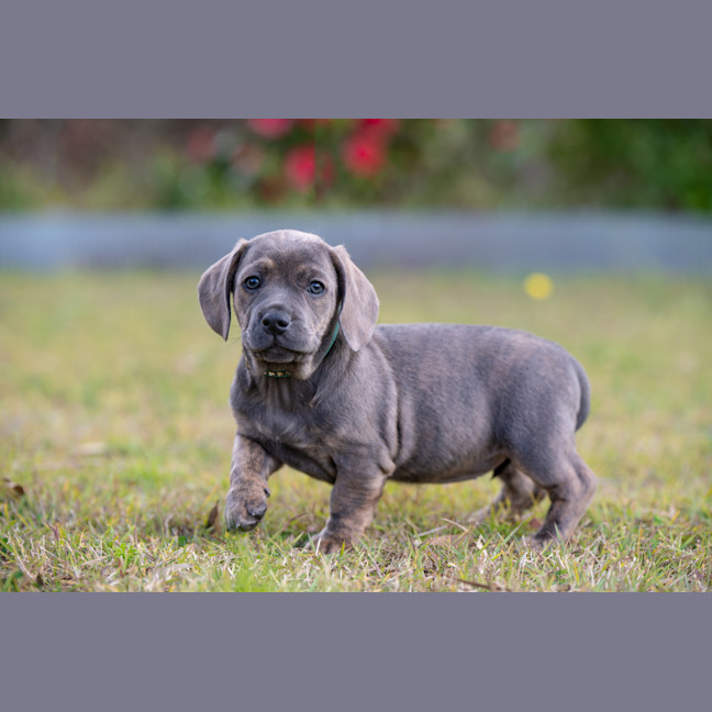 Sausage Dog Breed Weimaraner Dachshund Mix Weimaraner Dachshund