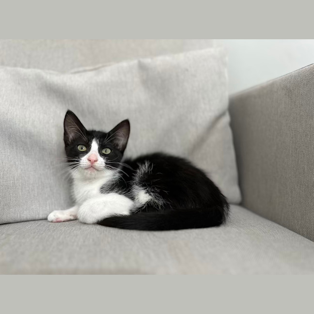 Photo of Madame Morrible