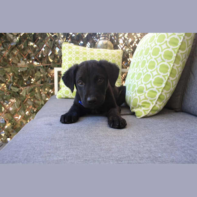 Photo of Ziggy   8 Week Old Wolfhound X