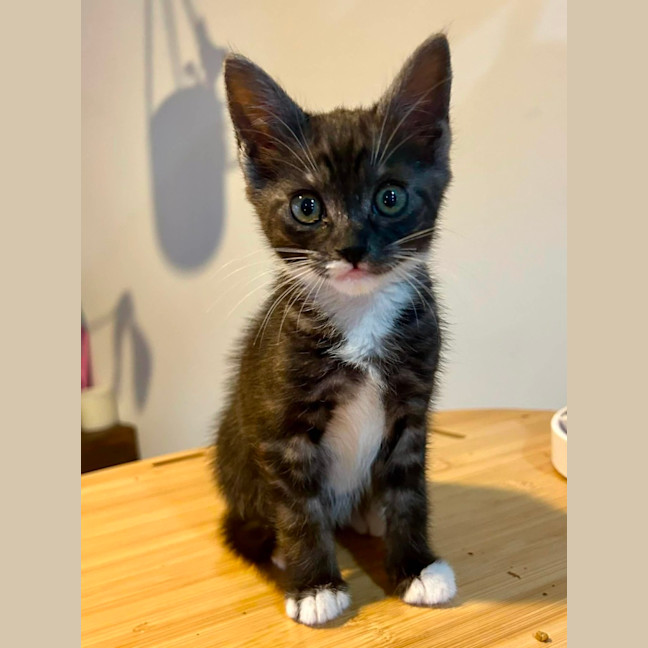 Photo of Magpie 