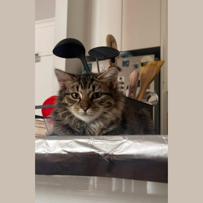 Photo of Atlas