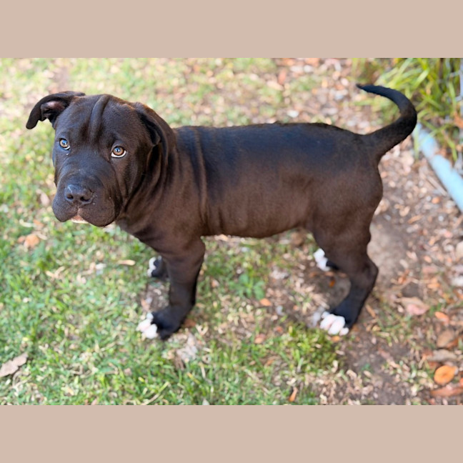 Photo of Moose 