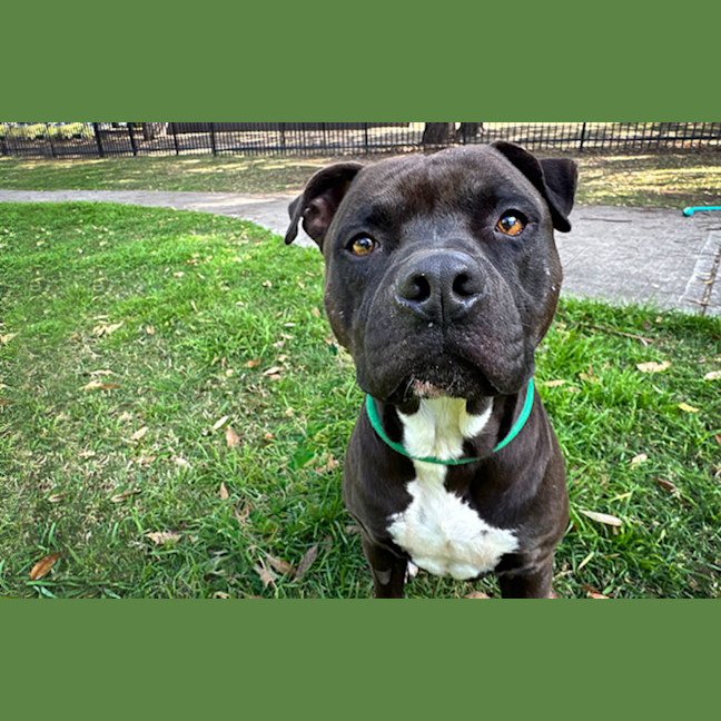 Photo of Kaos