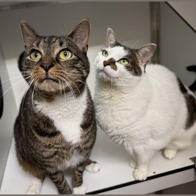 Photo of Gimli (Bonded To Evie)