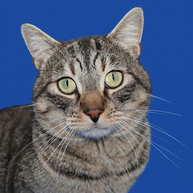 Photo of Zorro   Available At Pet Quarters Tuggerah