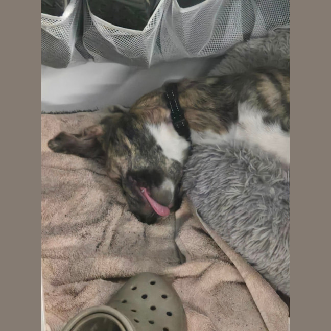 Photo of Tilly   8 Month Old Kelpie X