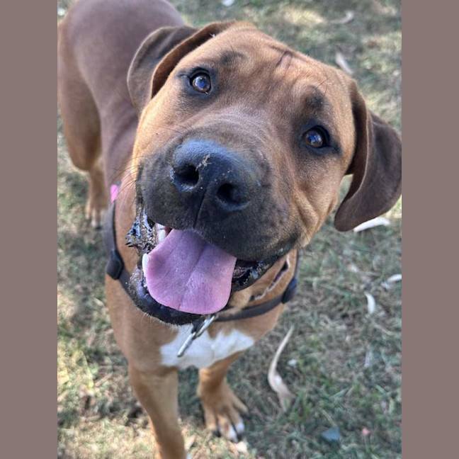 Photo of Big Boy