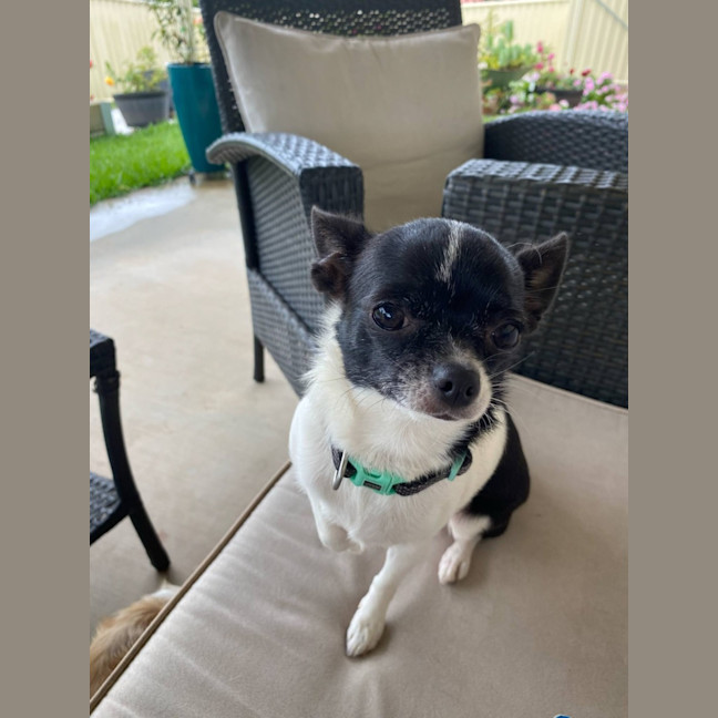 Photo of Opal And Smudge