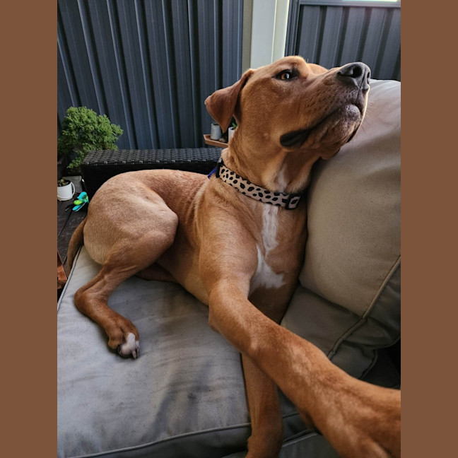 Photo of Boof   1 Year Old Mastiff X Labrador