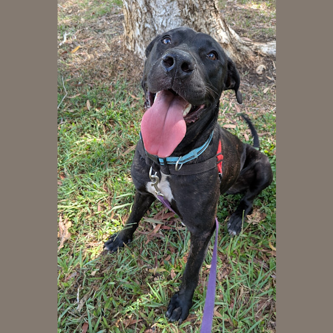 Photo of Shadow