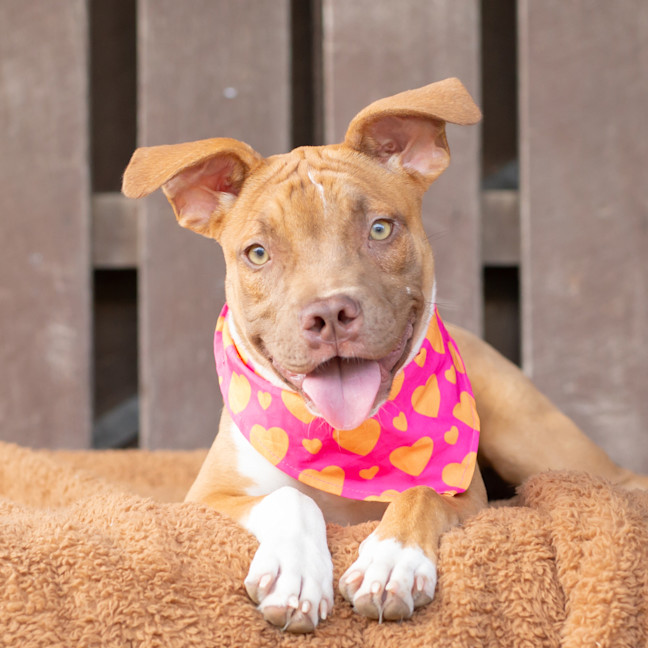 Photo of Buttercup (Previously Carrie)