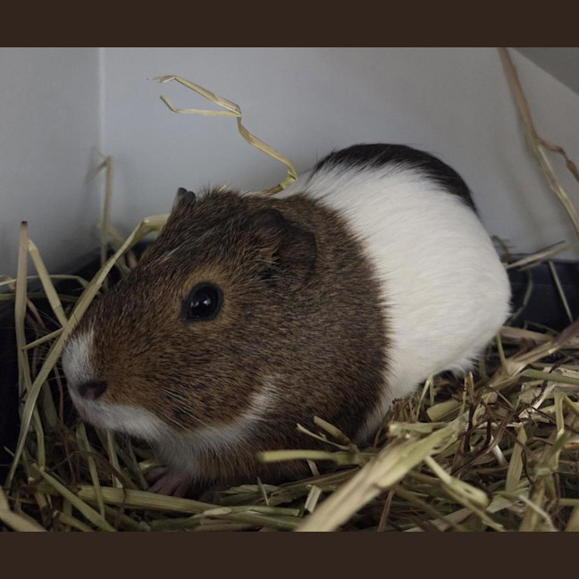 Photo of Poirot