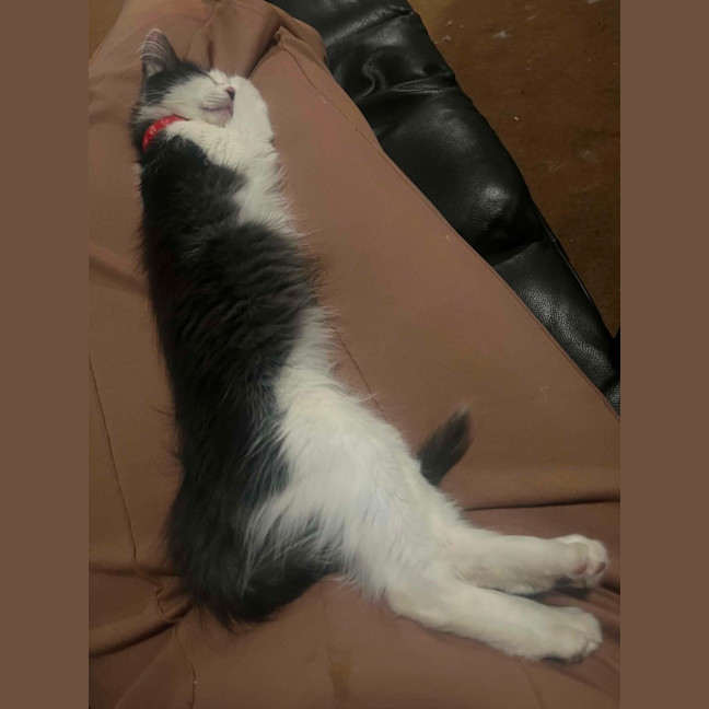 Photo of Sushi