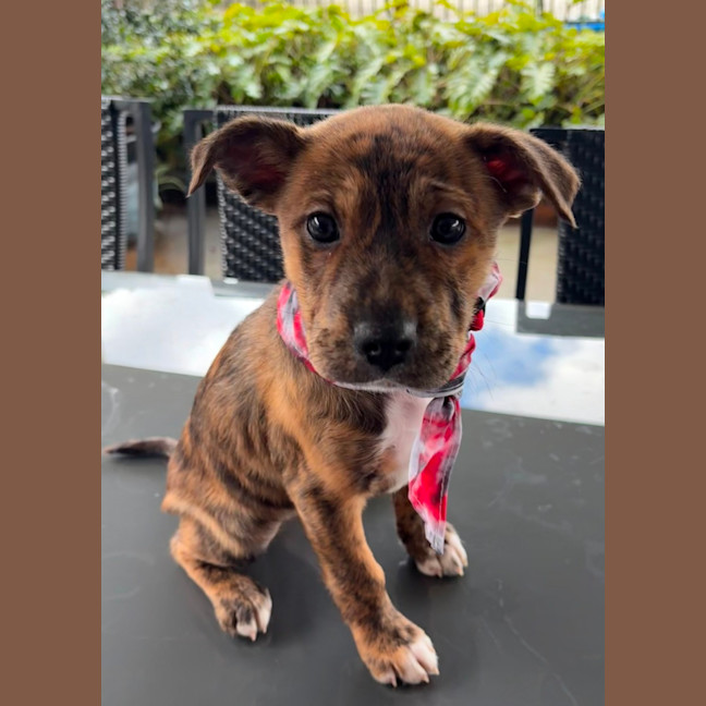 Photo of Tigger   8 Week Old Kelpie X