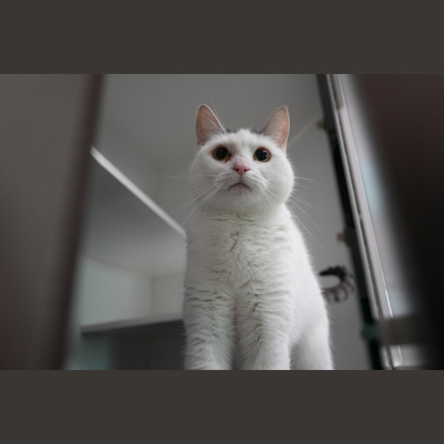 Photo of Pickle