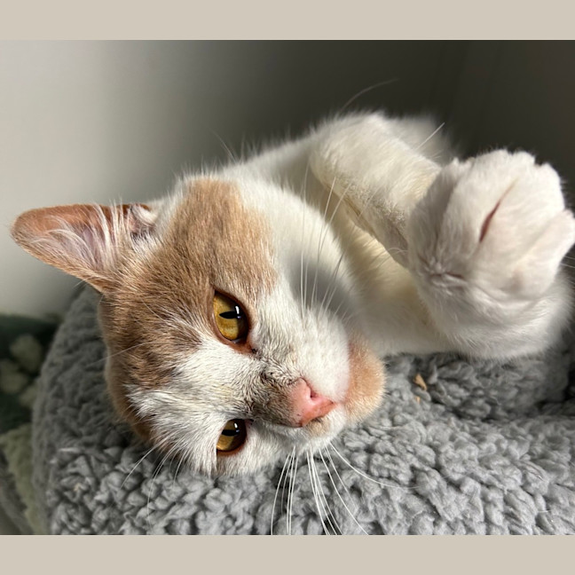 Photo of Waffles