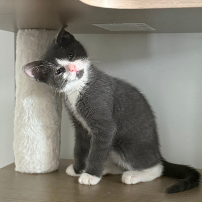 Photo of Ziggy 💙🧶