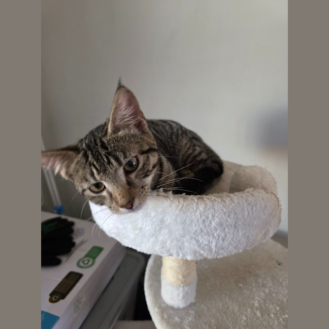 Photo of Zoodle