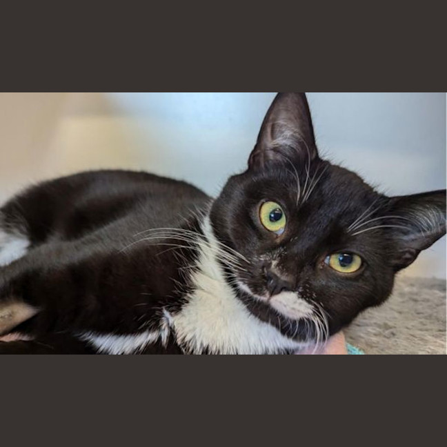 Photo of Onyx