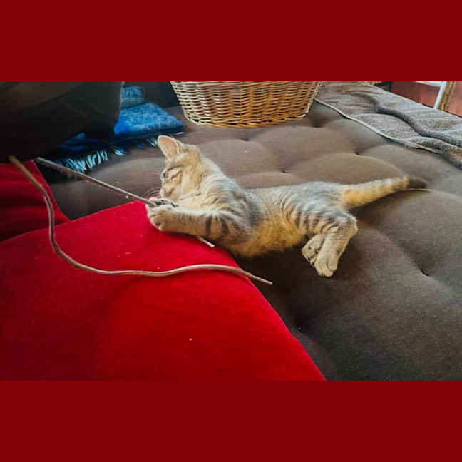 Photo of Gracie