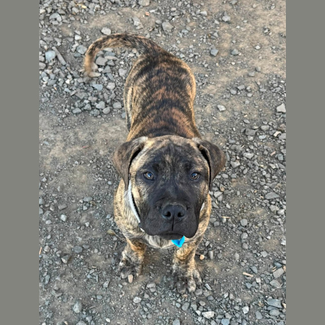 Photo of Banjo