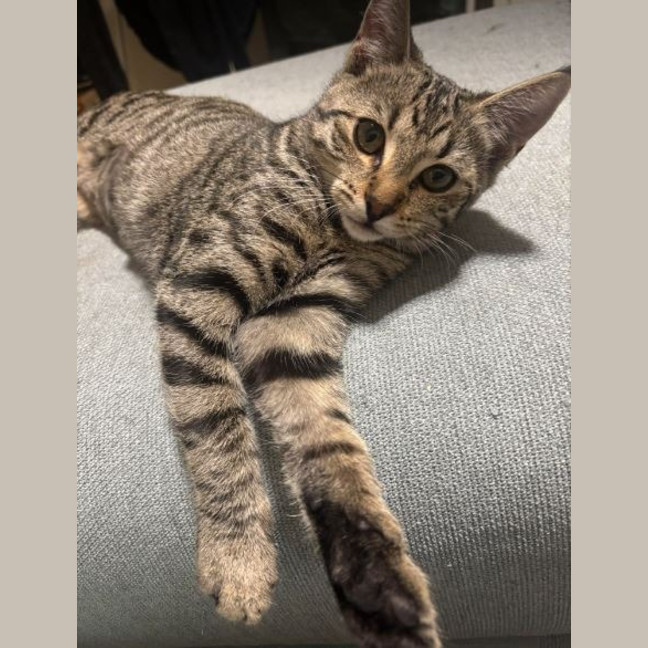 Photo of Mini Olive