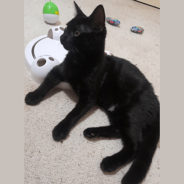 Photo of Bodhi