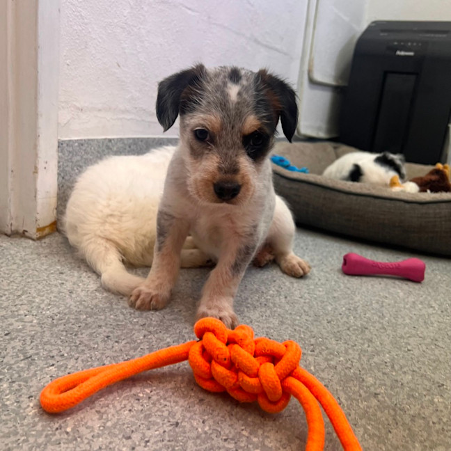 Photo of D1187 Pedro