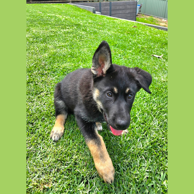 Photo of Bravo – 11 Week Old Shepherd X Husky (Trial)