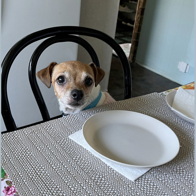 Photo of Jesse 💝5yo Jack Russell Terrier(on Trial 26/8/24)