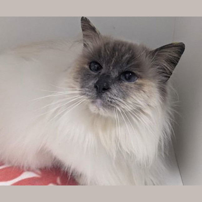 Photo of Queen Clementine