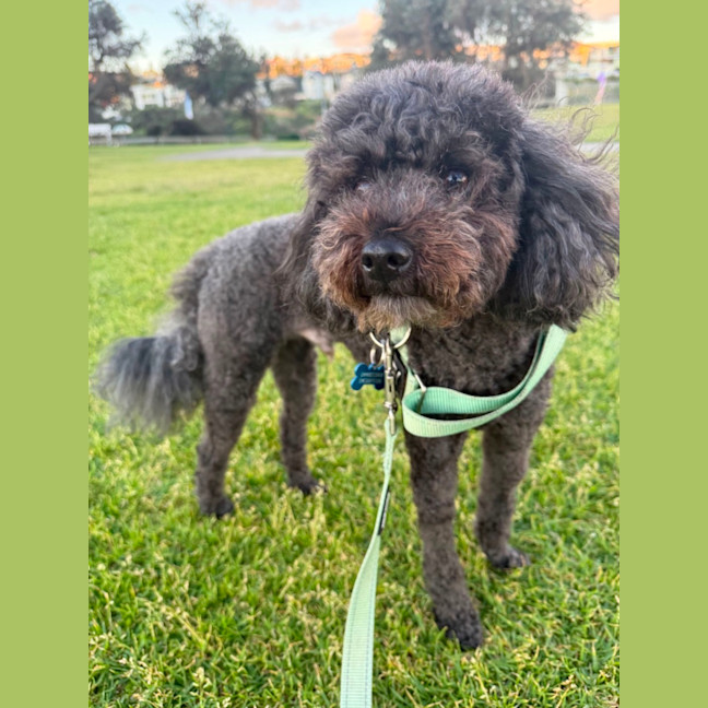 Photo of Monty