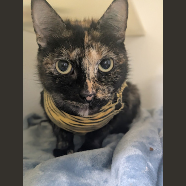 Photo of 🪶 Feather Duster 6547 🪶