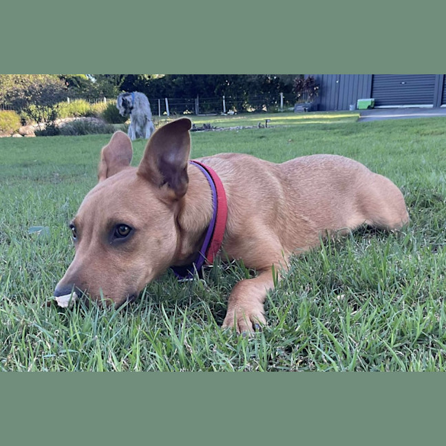 Photo of Buddy