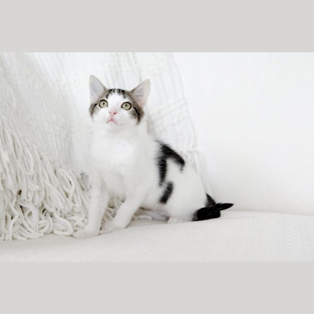 Photo of Goji