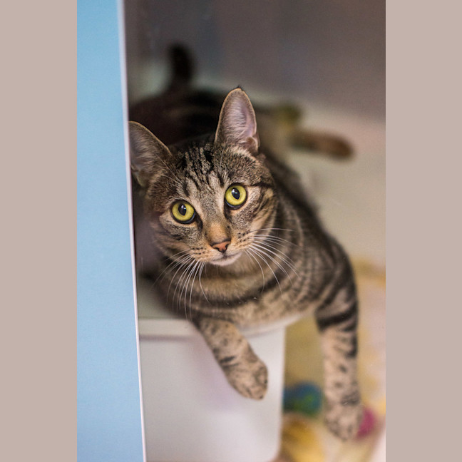 Photo of Ranger
