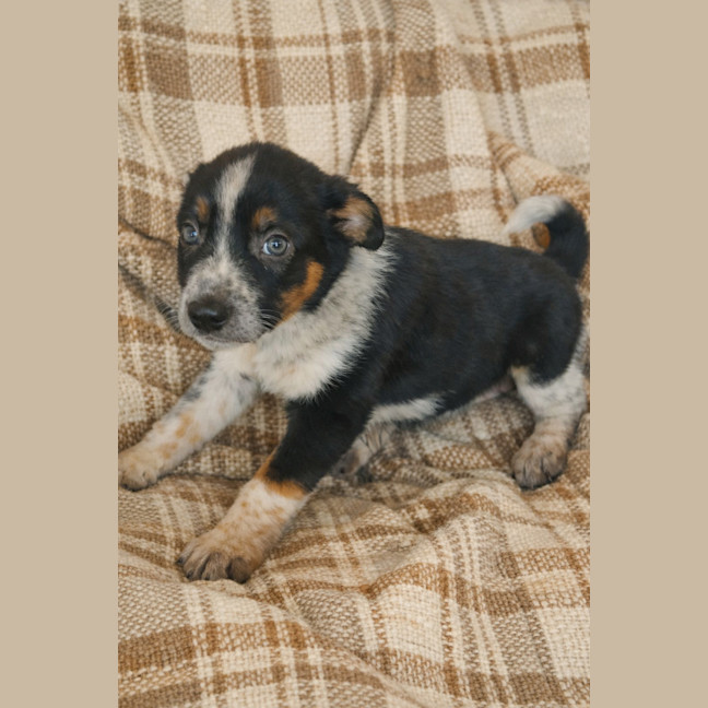 Photo of Scout
