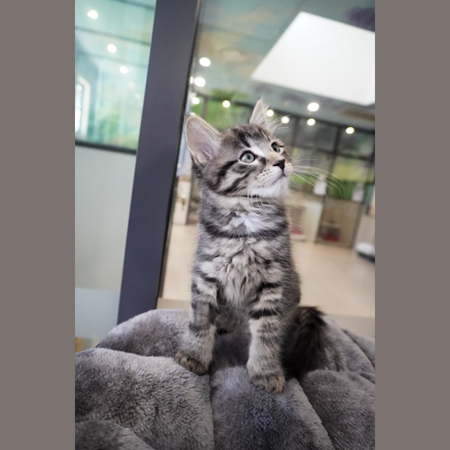 Photo of Munchie