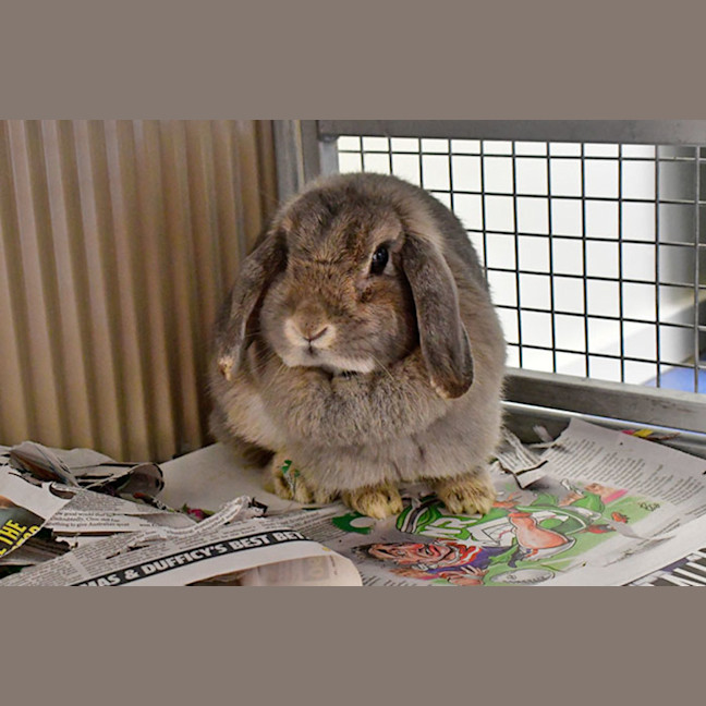 Winnie Female French Lop Rabbit in NSW PetRescue