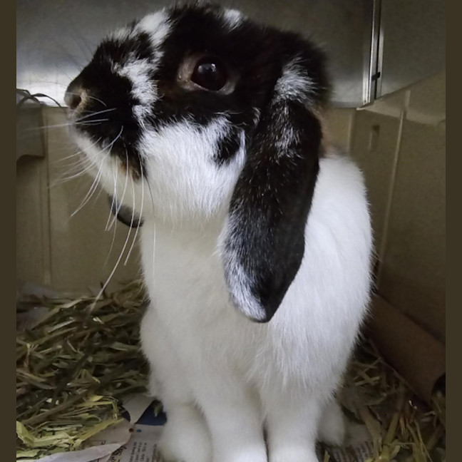 Photo of Pansy *Available At Pet Stock Milperra*