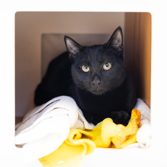 Photo of Black Panther