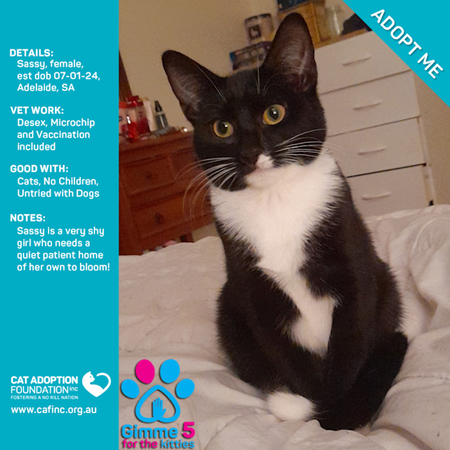 Photo of Sassy Just $50 Limited Time!