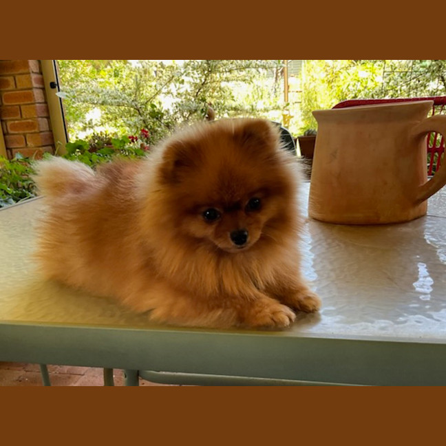 Photo of Astro