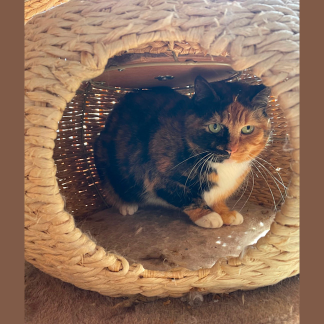 Photo of Chilli 🌺