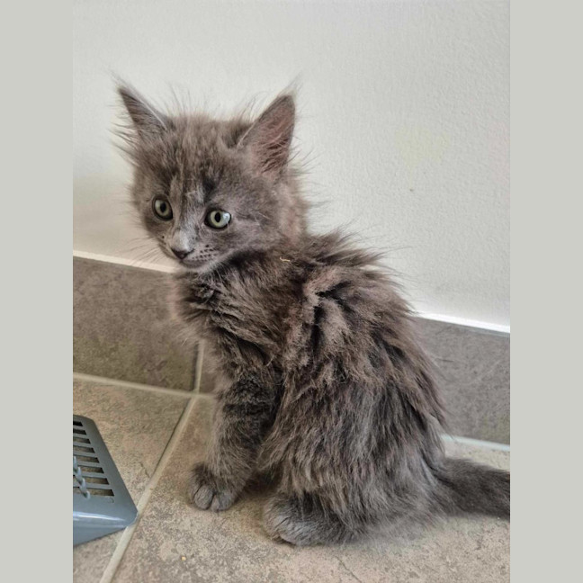 Photo of Smokey