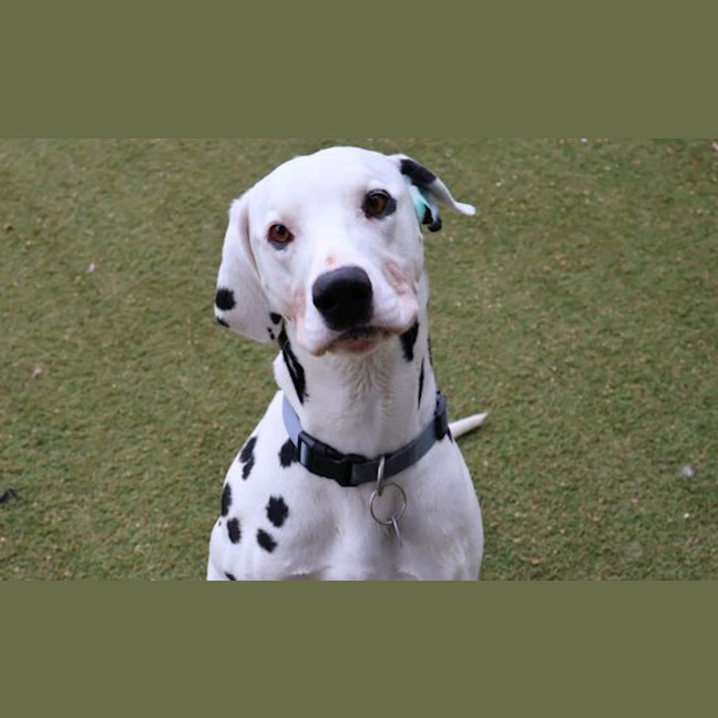 Photo of Smudge