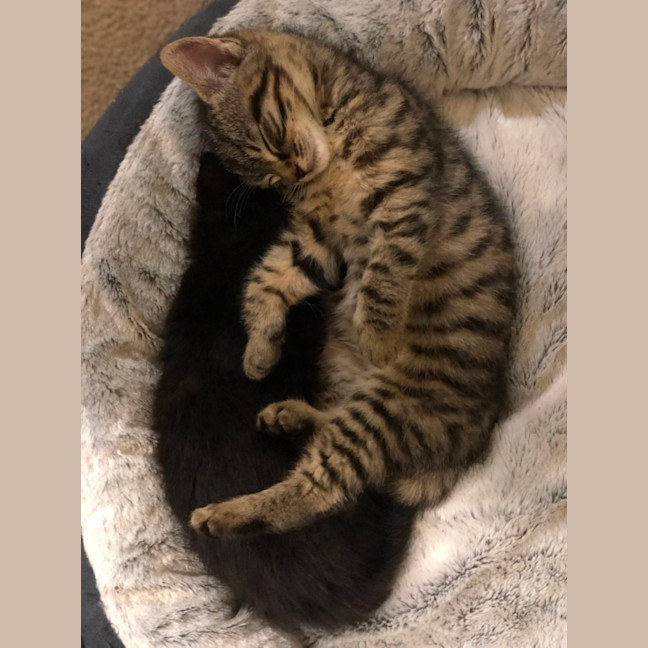 Photo of Toulouse   2 Month Old Domestic Short Hair (Trial)